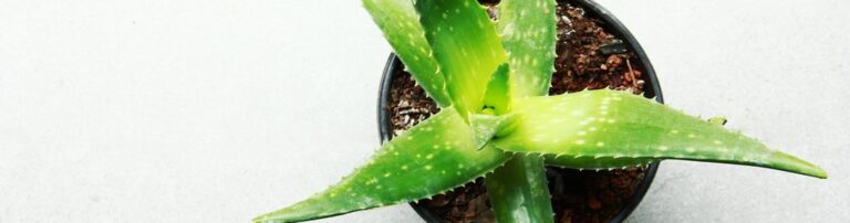 Increase Productivity with a Self-Healing Help Desk